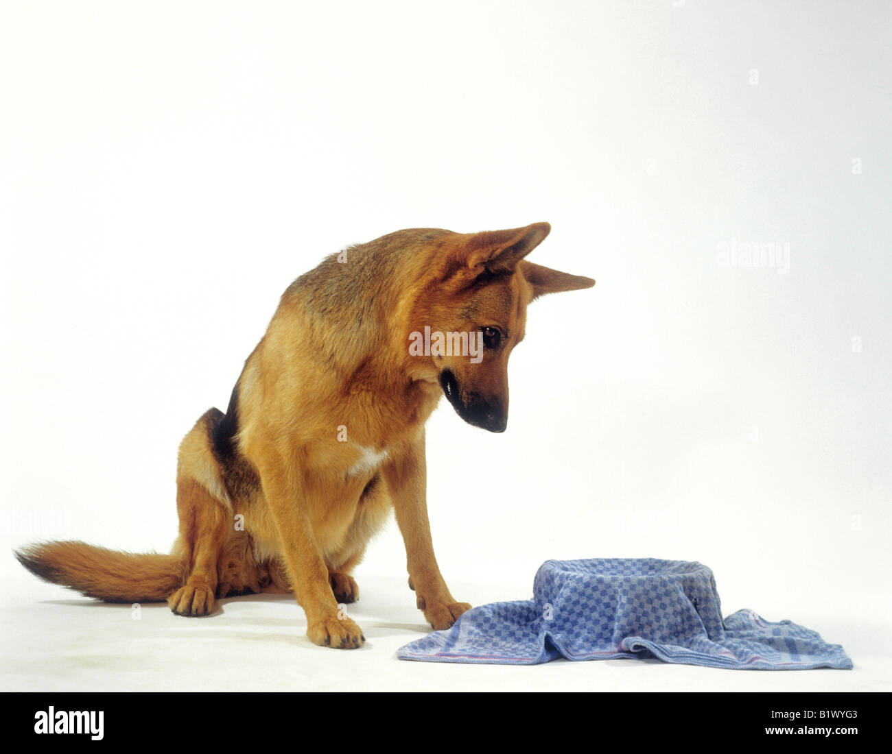 german sheperd dog intelligence test 1 Stock Photo Alamy