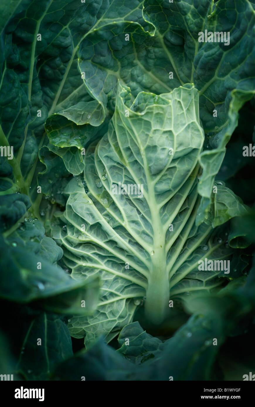 summer cabbage with rain drops on an allotment in the north of england Stock Photo