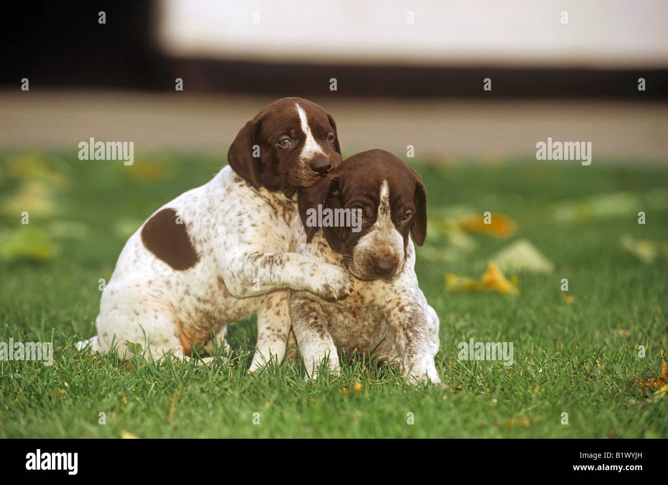 two german shorthaired pointer whelps - playing on meadow Stock Photo
