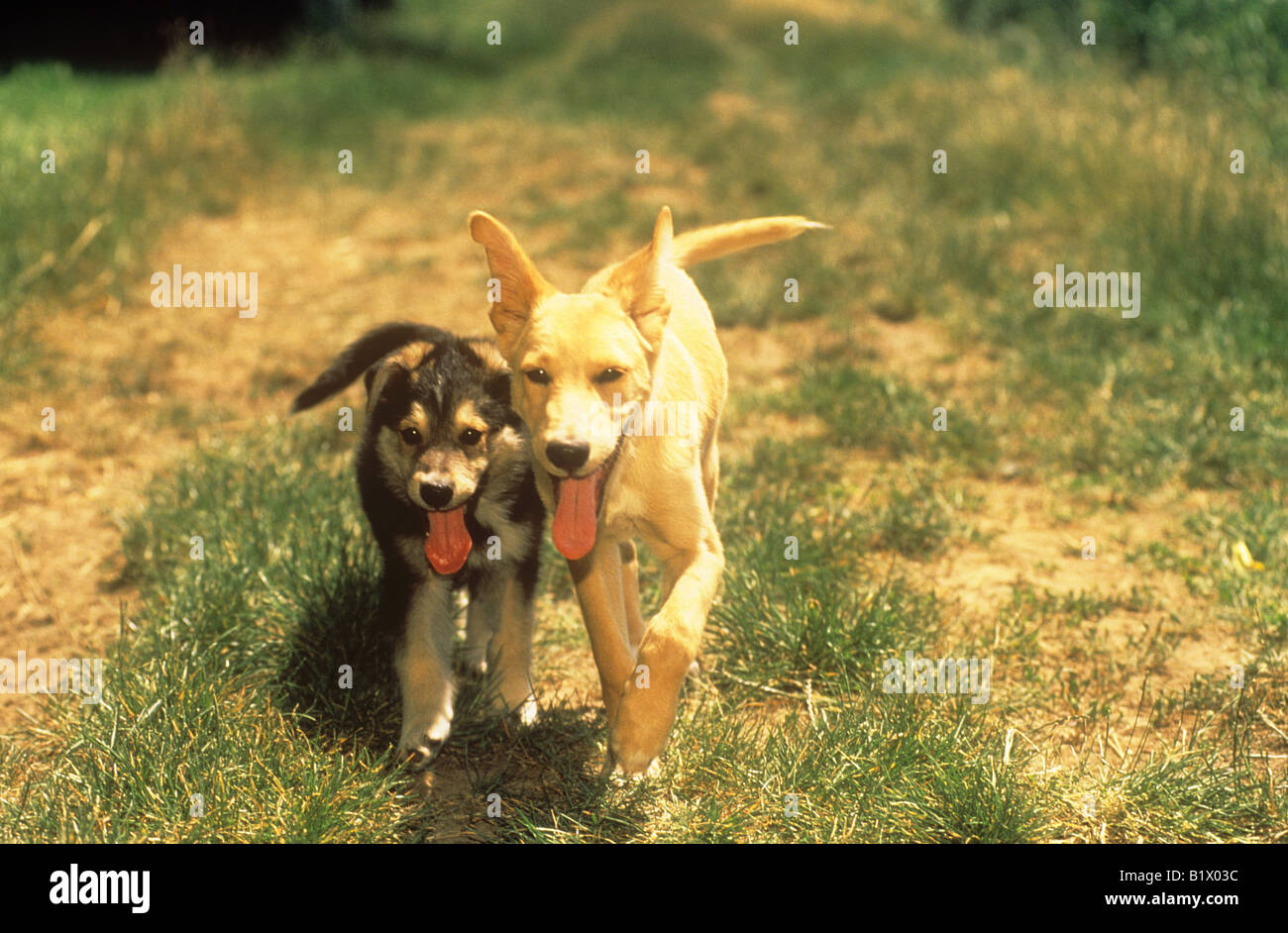 two halfbreed dog whelps - running on meadow Stock Photo