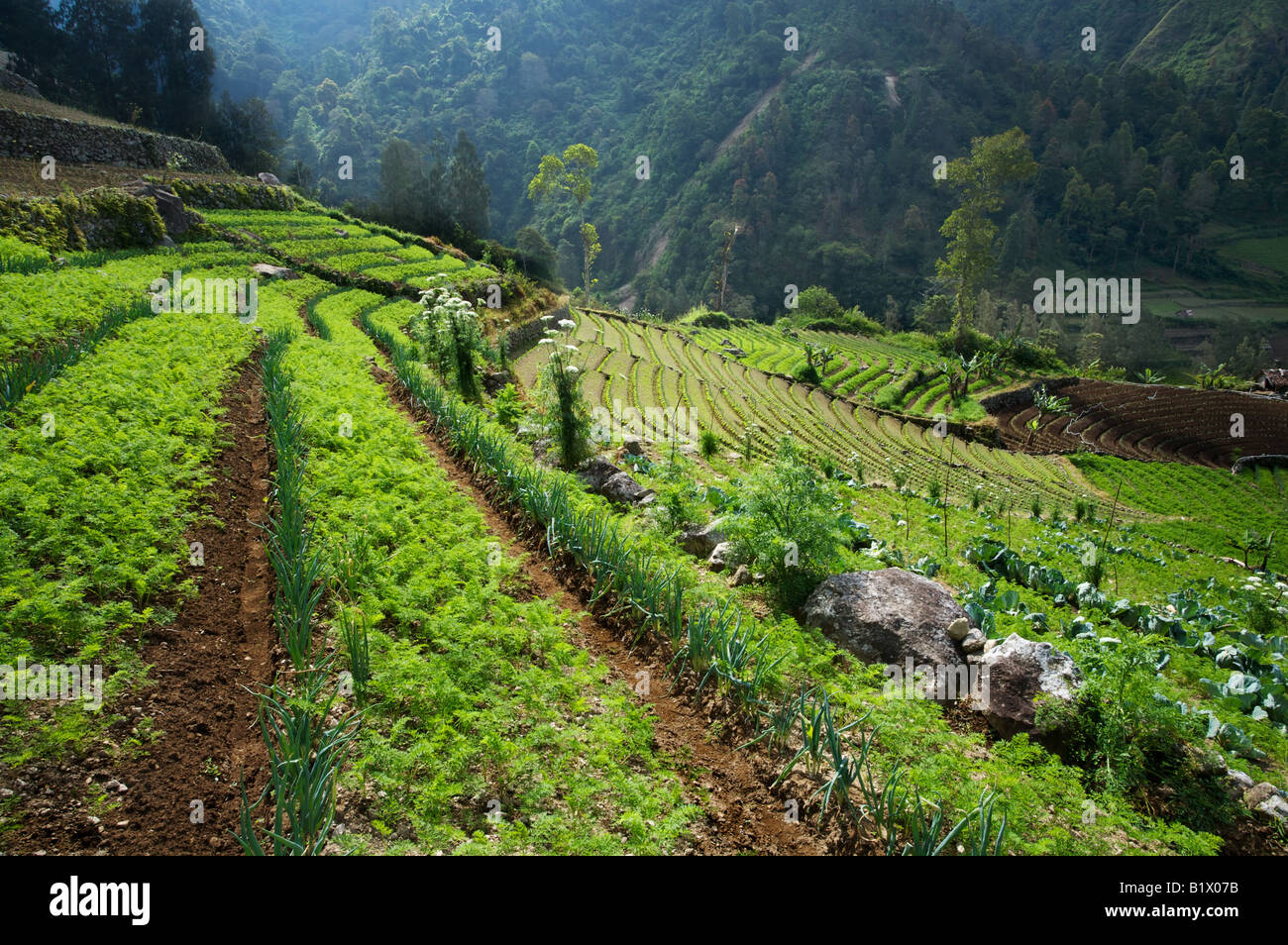 Java indonesia hi-res stock photography and images - Alamy