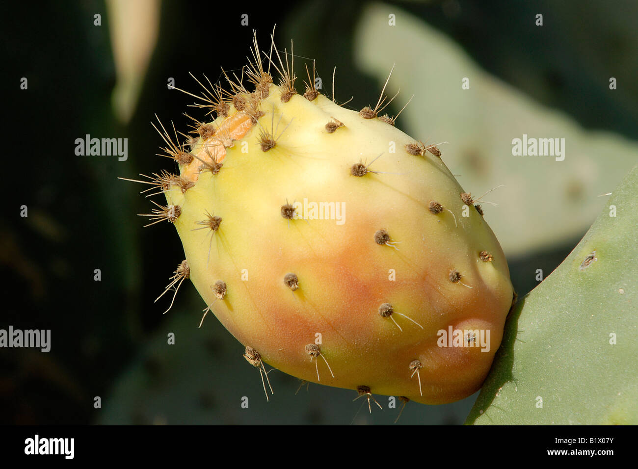 The fruit of a cactus. Samos island in Greece Stock Photo Alamy