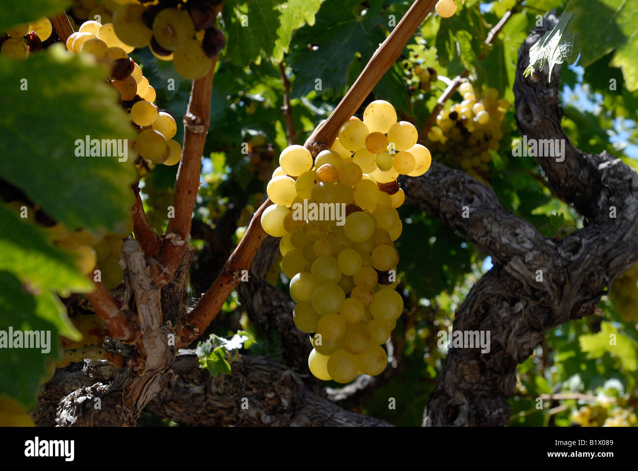 Vine in a vineyard near the village of Ag. Theodoros on the island of Samos in Greece. Stock Photo