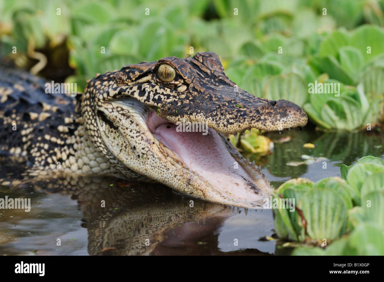American Alligator Alligator mississipiensis adult in defense pose Refugio Coastel Bend Texas