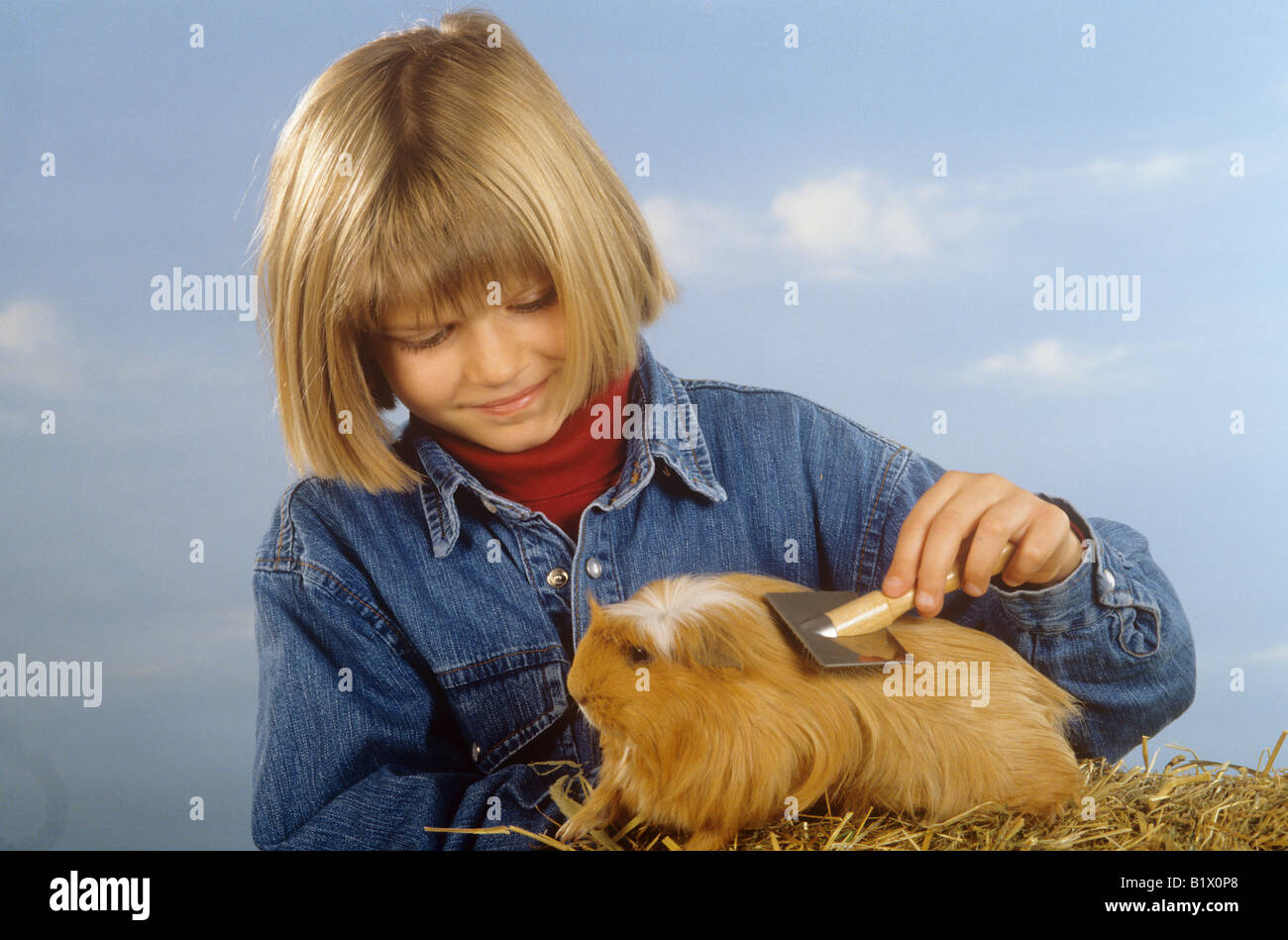 girl brushes guinea pig Stock Photo Alamy