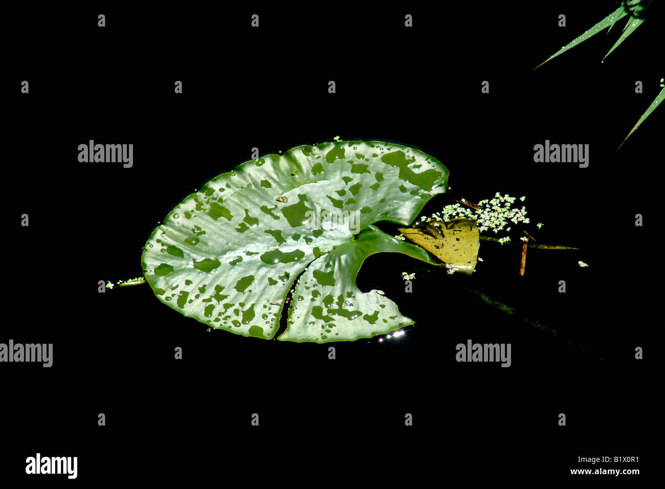 green shining lotus water lily liies leaf with water drops flowing in a ...