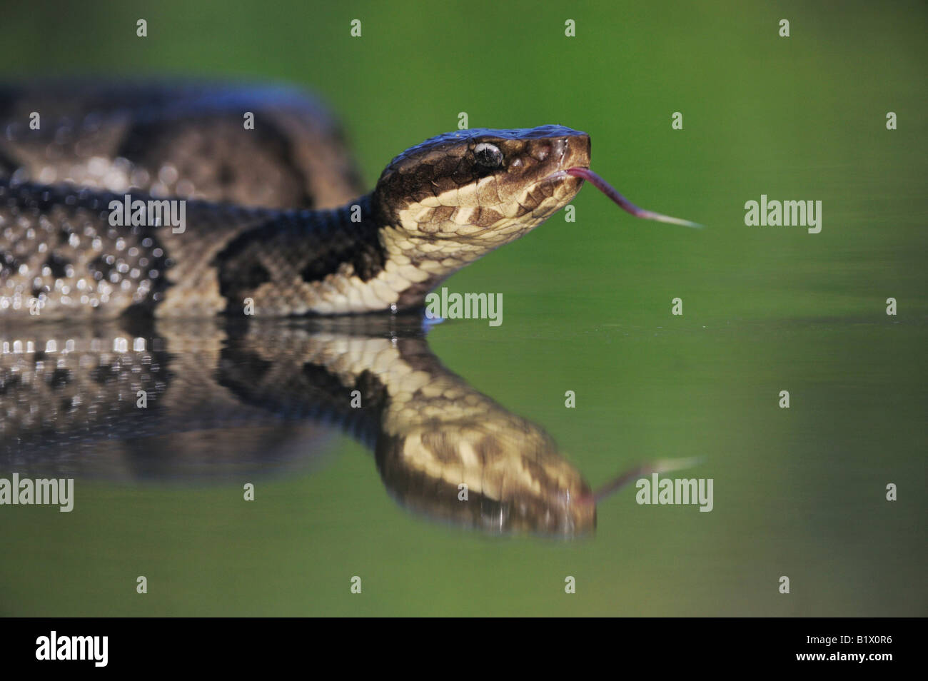 Western Cottonmouth Agkistrodon piscivorus leucostoma adult in lake
