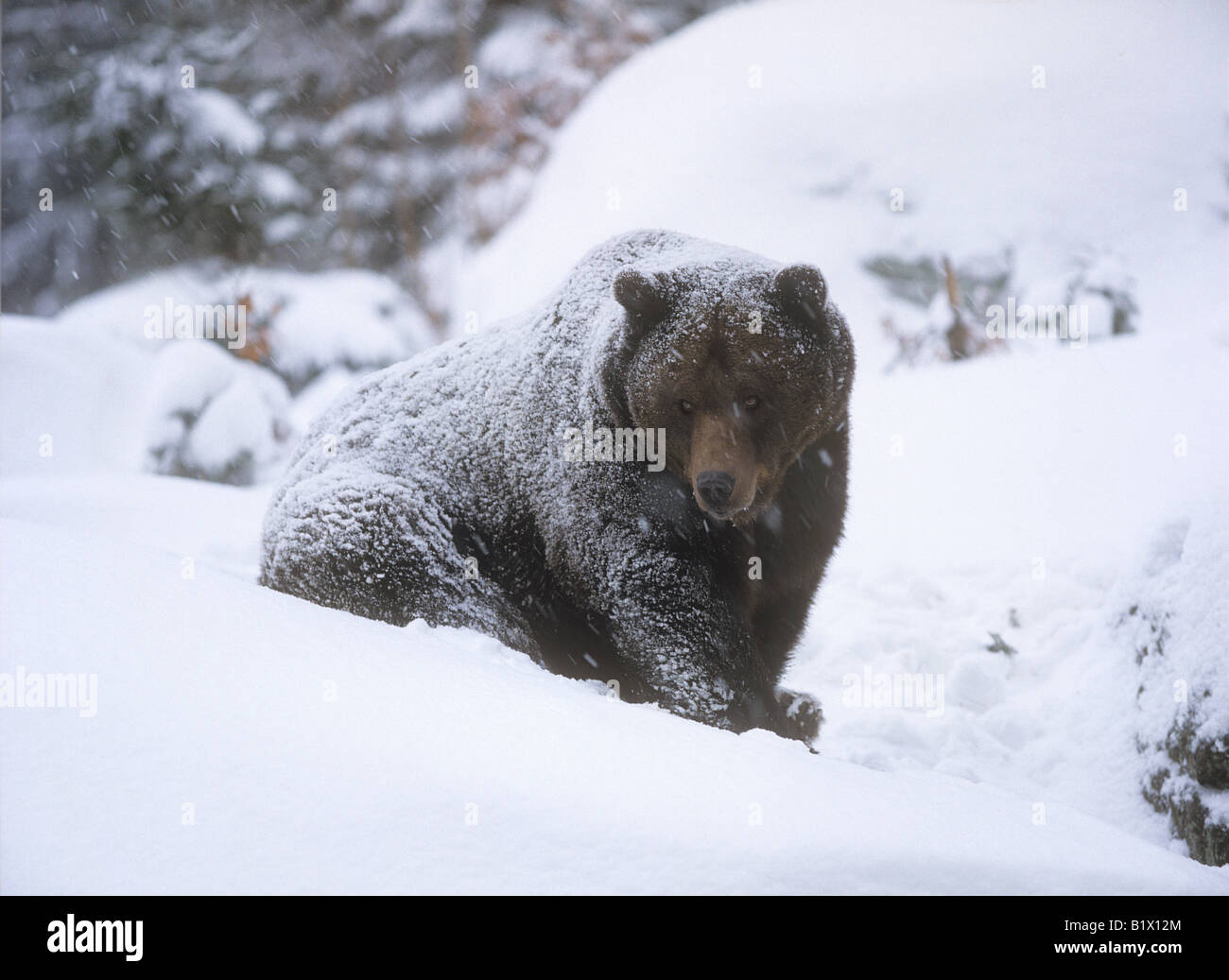 brown bear - sitting in snow / Ursus arctos Stock Photo - Alamy