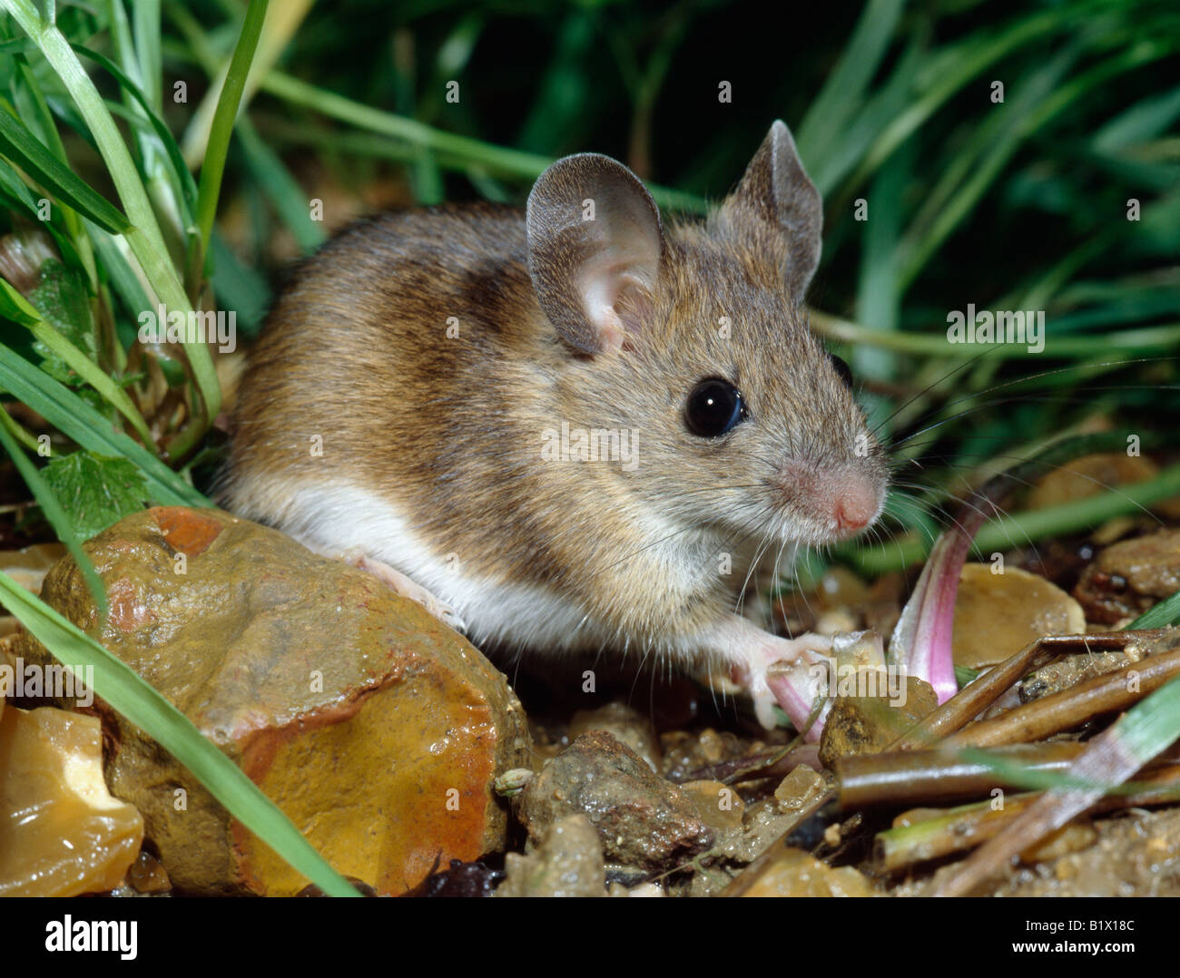 Mulot Sylvestre Wood Mouse Apodemus Sylvaticus Rattus Indoor Indoors Inside Isolated Isolation Lonely Mammal Murid Murids Nac No Stock Photo Alamy Mulot Sylvestre Wood Mouse Apodemus Sylvaticus Rattus Indoor Indoors Inside Isolated Isolation Lonely Mammal Murid Murids Nac No Stock Photo Alamy