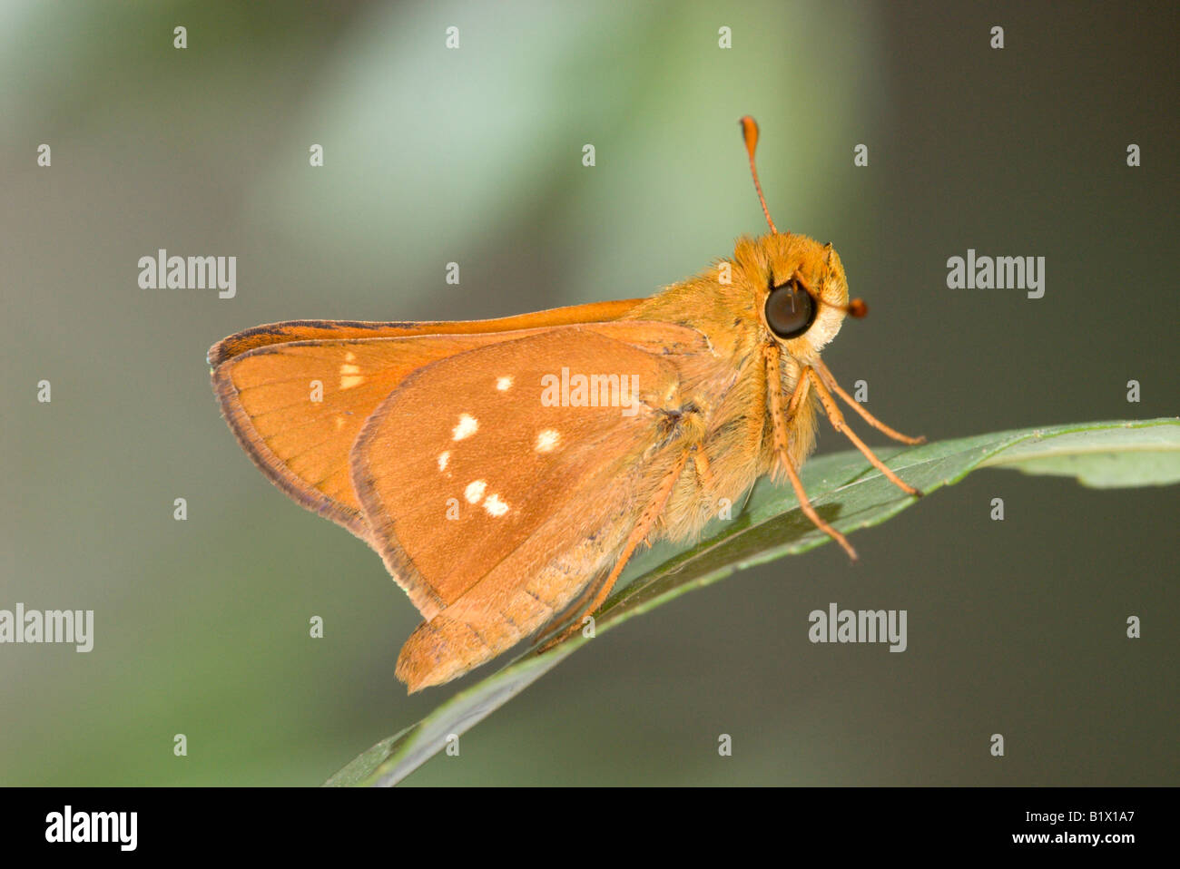 Leonard's Skipper Hesperia leonardus Stock Photo Alamy
