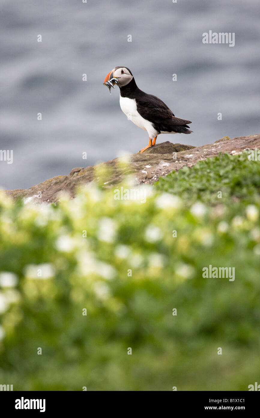 Atlantic Puffin (Fratercula arctica) standing on a rock with sandeels Stock Photo