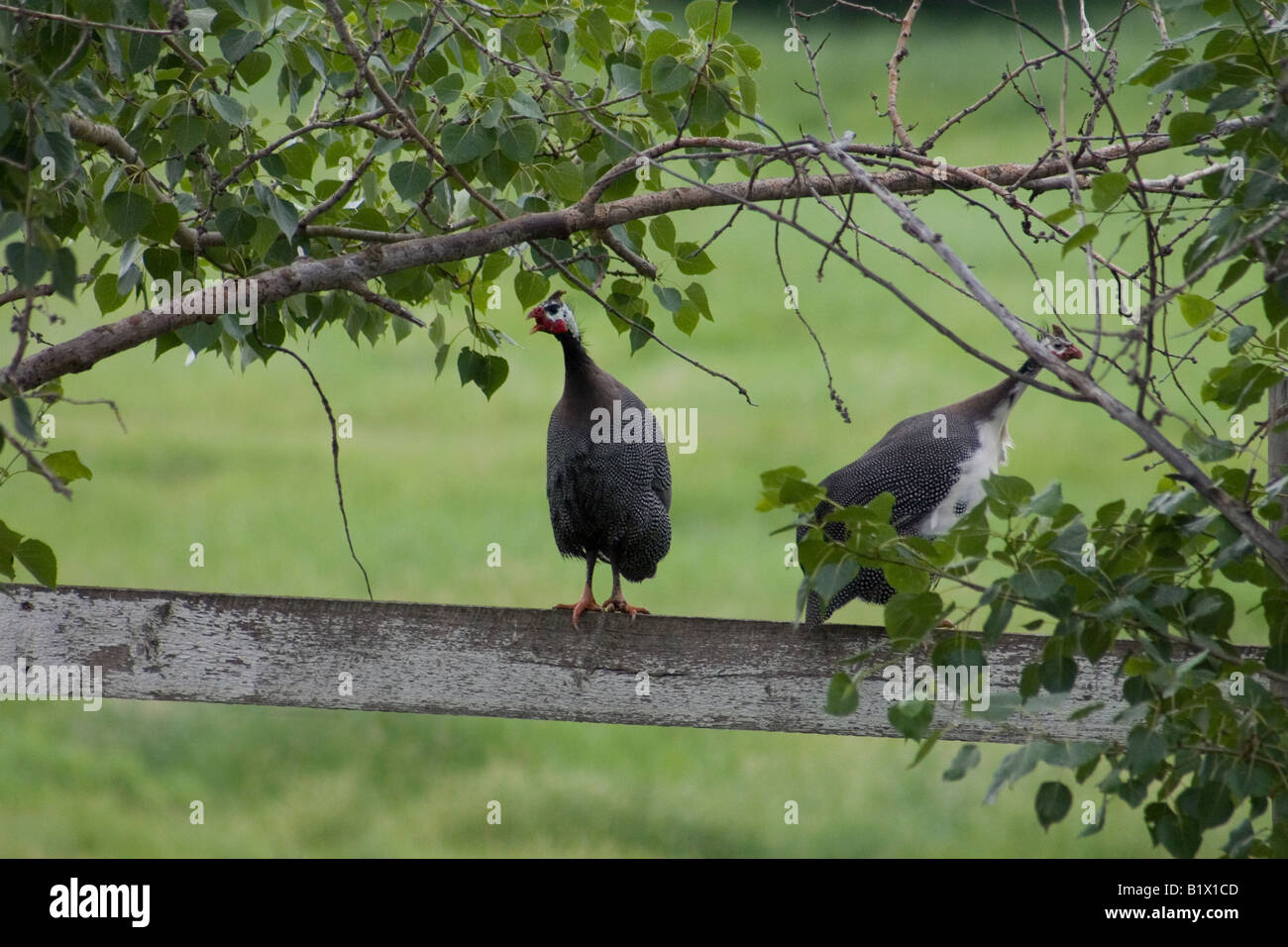 A squawking guinea fowl acts like an early warning system announcing anyone s arrival who ventures onto the farm as well as warn Stock Photo