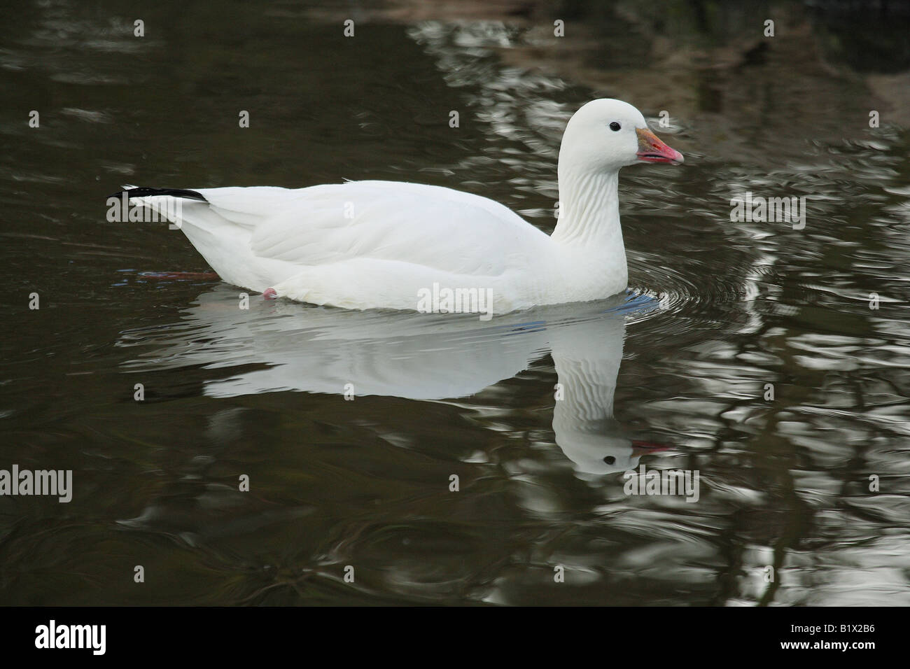Ross's goose - swimming / Anser rossii Stock Photo
