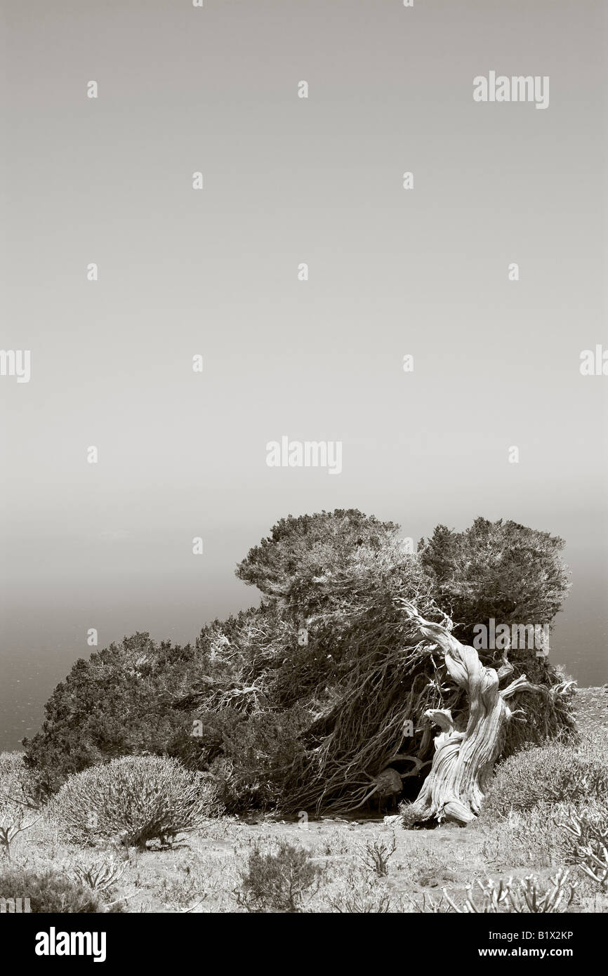 gnarled old juniper tree bent down and shaped by the wind, El Sabinal, El Hierro, Canary Islands, sepia toned Stock Photo