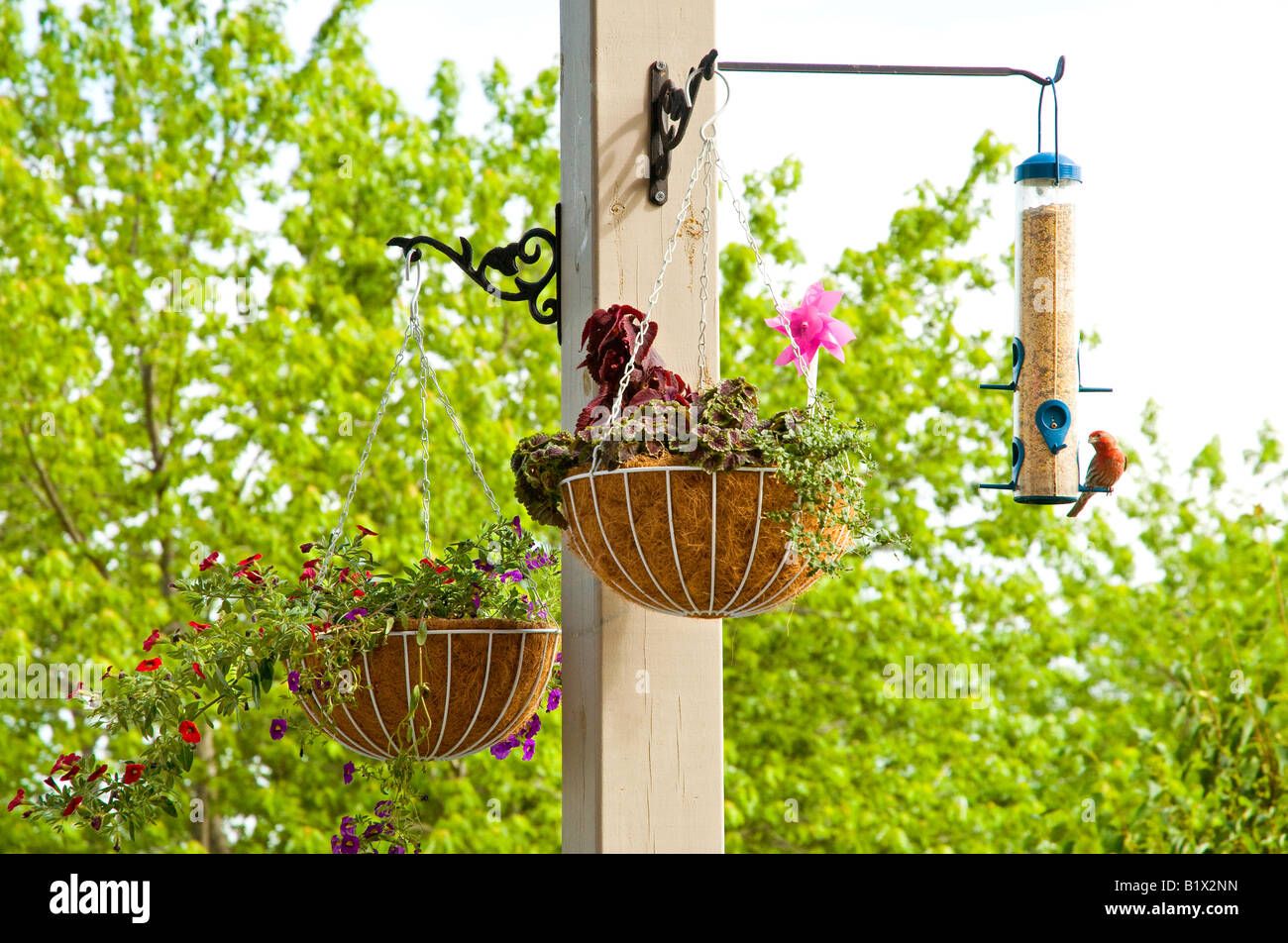 Bird Feeder & Hanging Flower Baskets Stock Photo Alamy