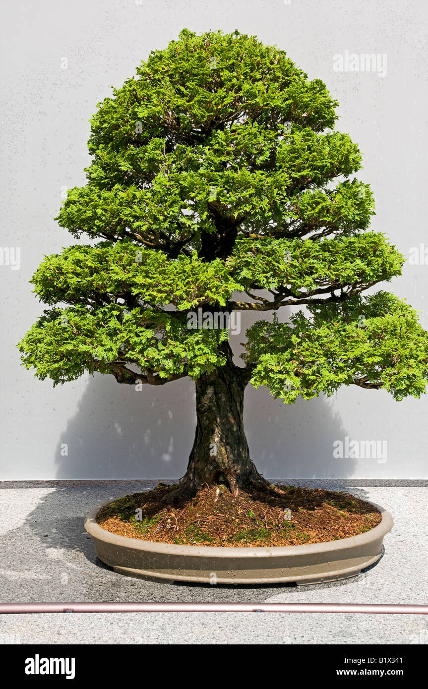 Cypress Bonsai Tree Stock Photo