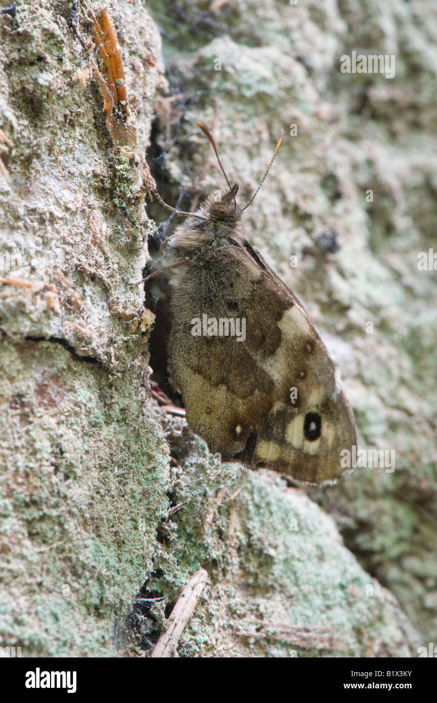 Pararge aegeria. Speckled Wood butterfly camouflaged against tree bark. Reelig Glen, Inverness, Scotland Stock Photo