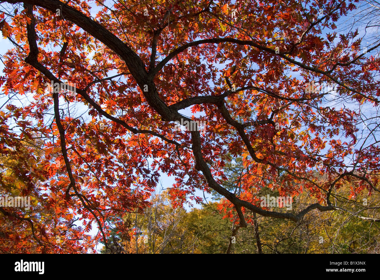 Red Oak Silhouette Stock Photo - Alamy