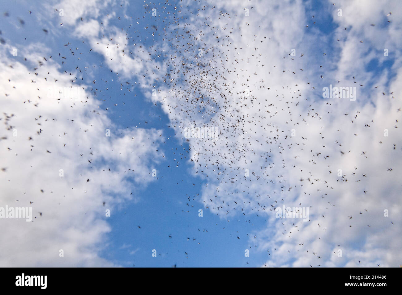 A cloud of midges (Chaoborus sp) on the sky background. Nuage de moucherons (Chaoborus sp) sur fond de ciel. Stock Photo