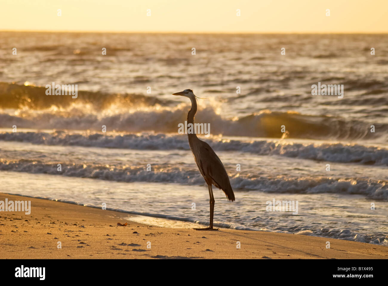 Great Blue Heron takes an early morning stroll along beach at St. George Island, Florida Stock Photo
