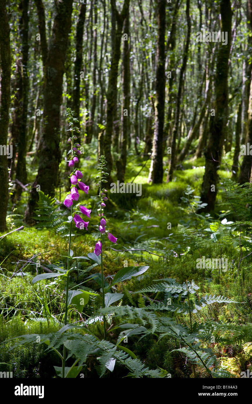 foxgloves growing in a clearing in a dense wood Stock Photo
