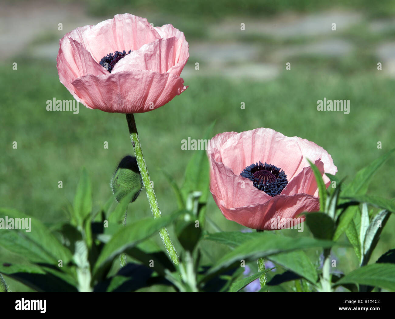 A pink Poppy Anemone. Stock Photo