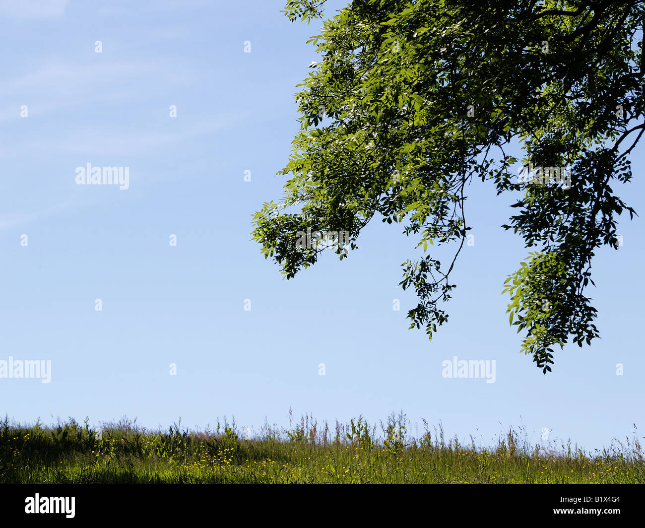 Brow hill branch from tree hi-res stock photography and images - Alamy