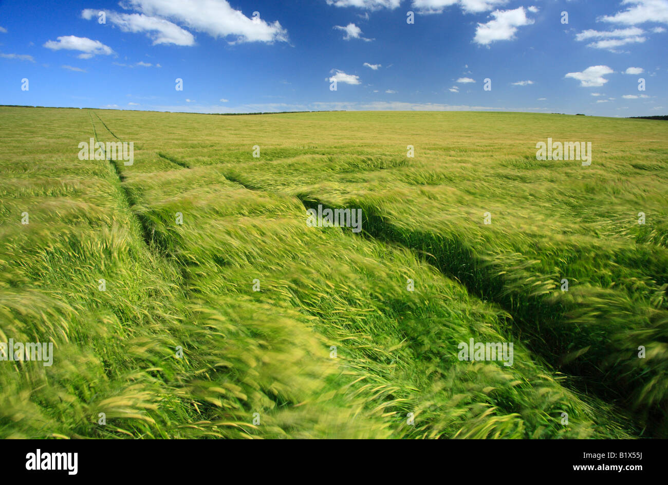 A field of cereal crop being blown by the wind in Norfolk, England, UK, in early Summer. Stock Photo
