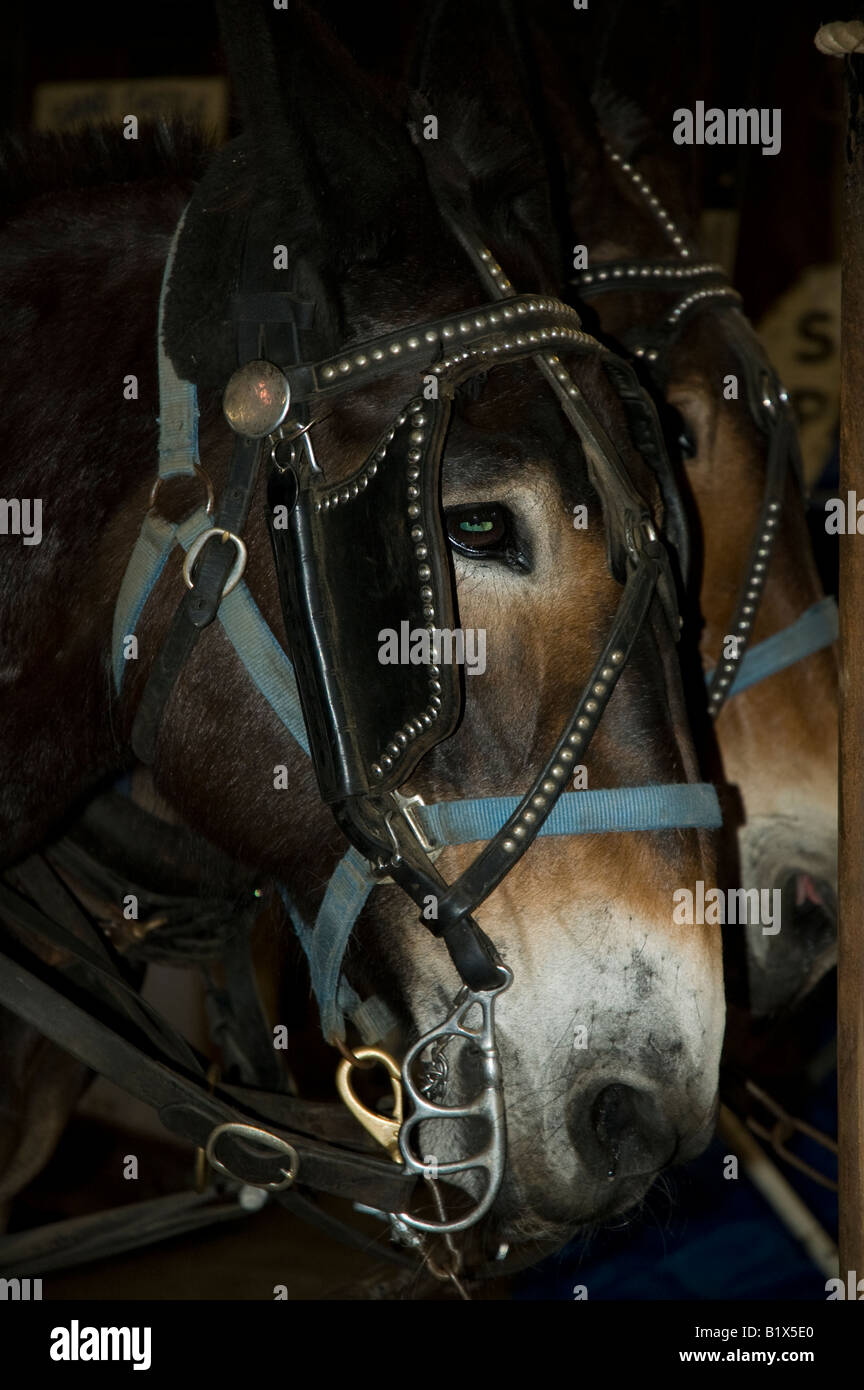 Animal in pair hi-res stock photography and images - Alamy