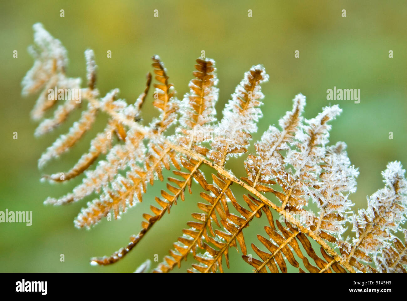 Horizontal close up of heavy frost beginning to thaw on a frond of brown bracken 'Pteridium aquilinum'. Stock Photo