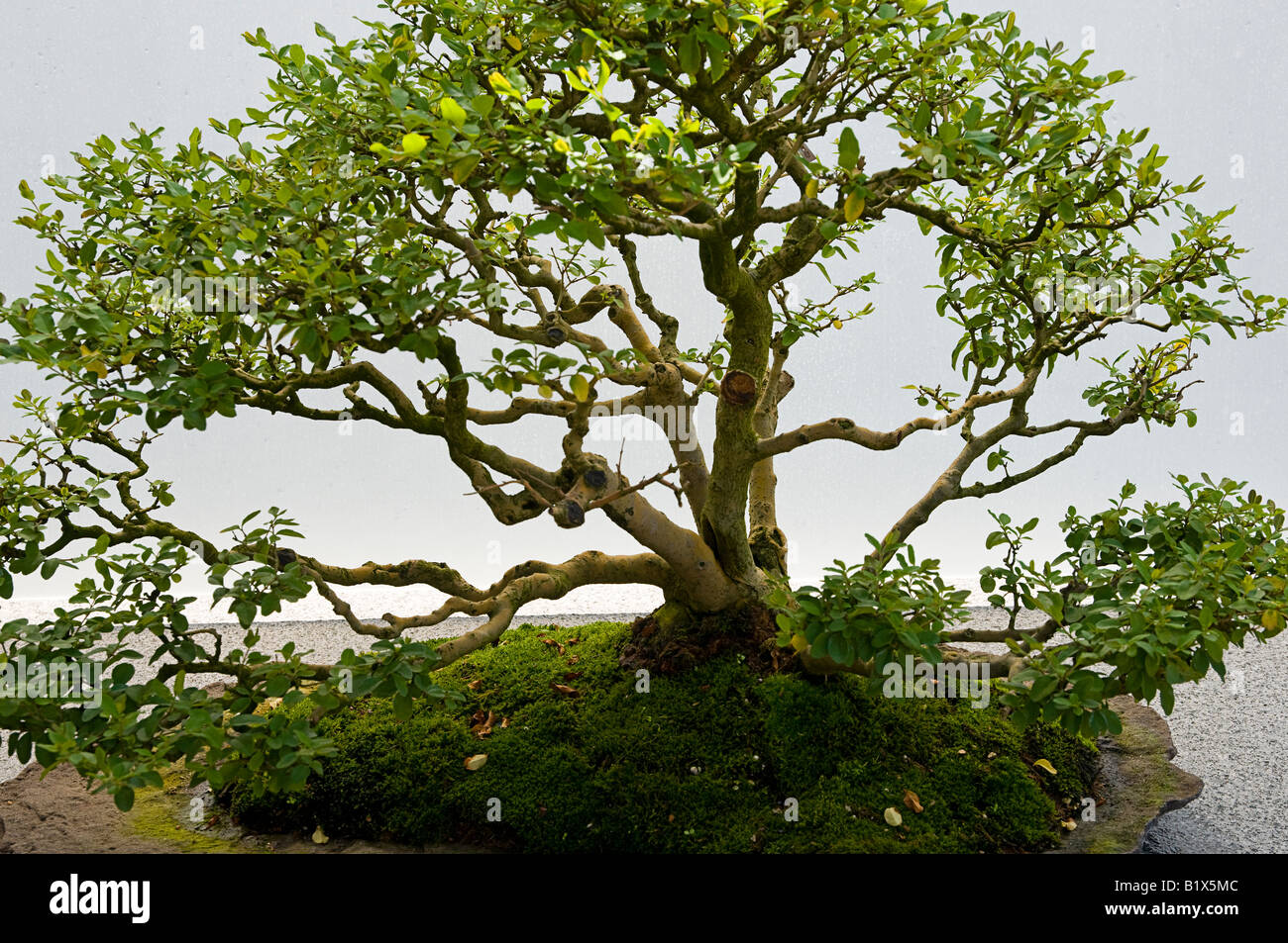 Common Privet Bonsai Stock Photo Alamy