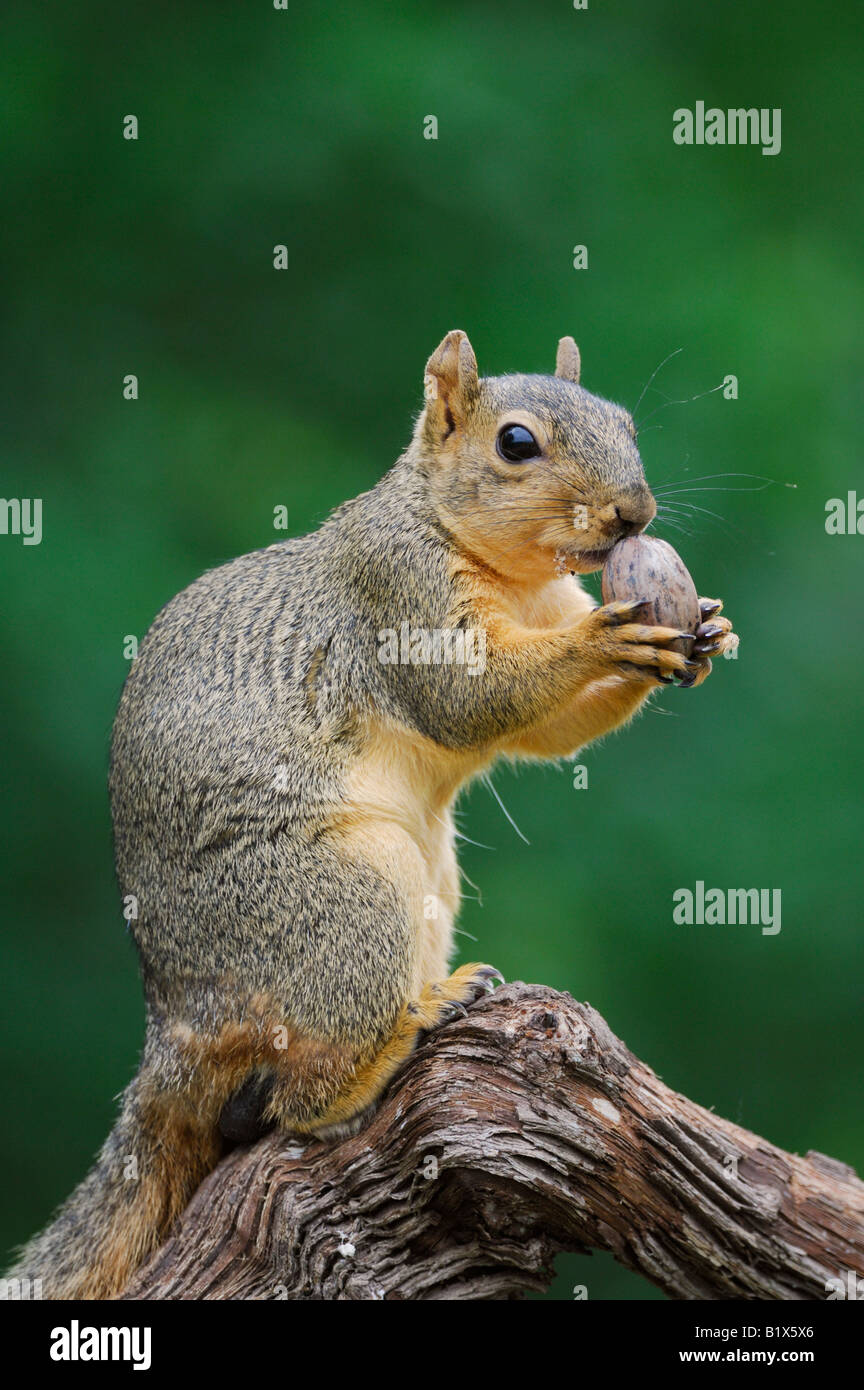 Eastern Fox Squirrel Sciurus niger male smelling pecan nut Refugio