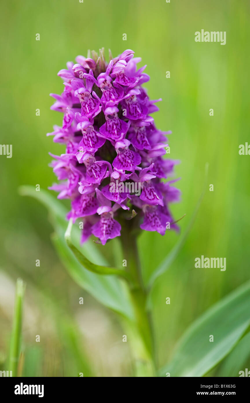 Northern Marsh Orchid close up Stock Photo