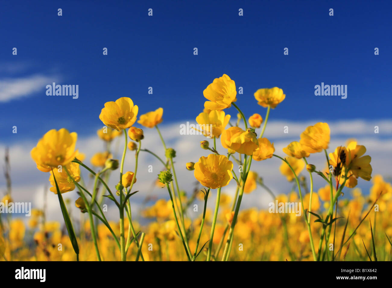 Field of yellow buttercup flowers set against a blue sky, fantastic ...