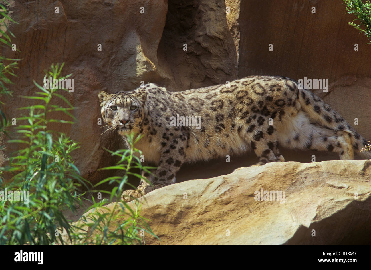 Snow Leopard Standing On Rock High Resolution Stock Photography And Images Alamy