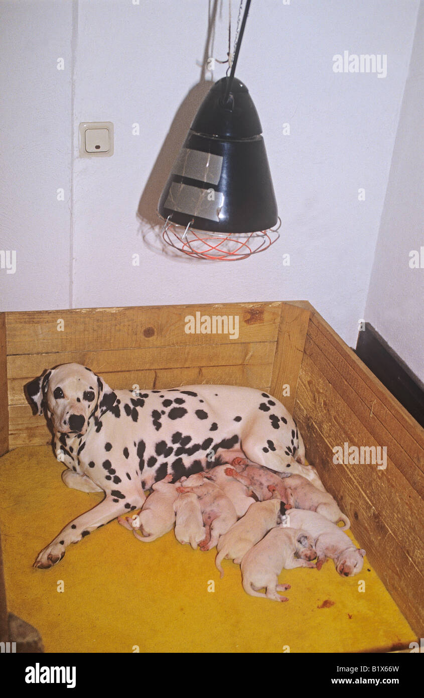 dalmatian she dog with whelps Stock Photo