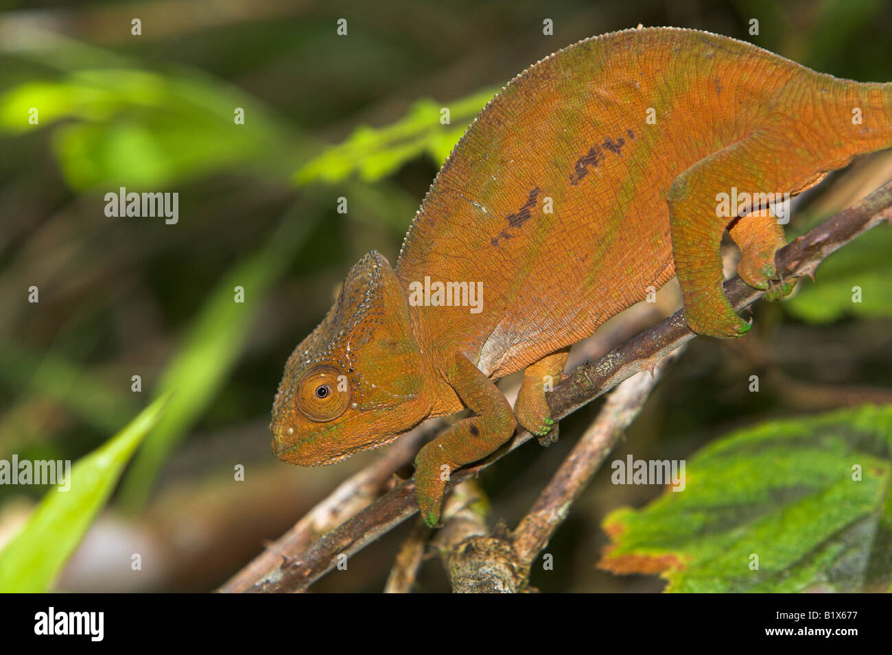 Parson's Chameleon Calumma parsonii christifer clinging to understorey at Perinet Special Reserve, Madagascar in October. Stock Photo