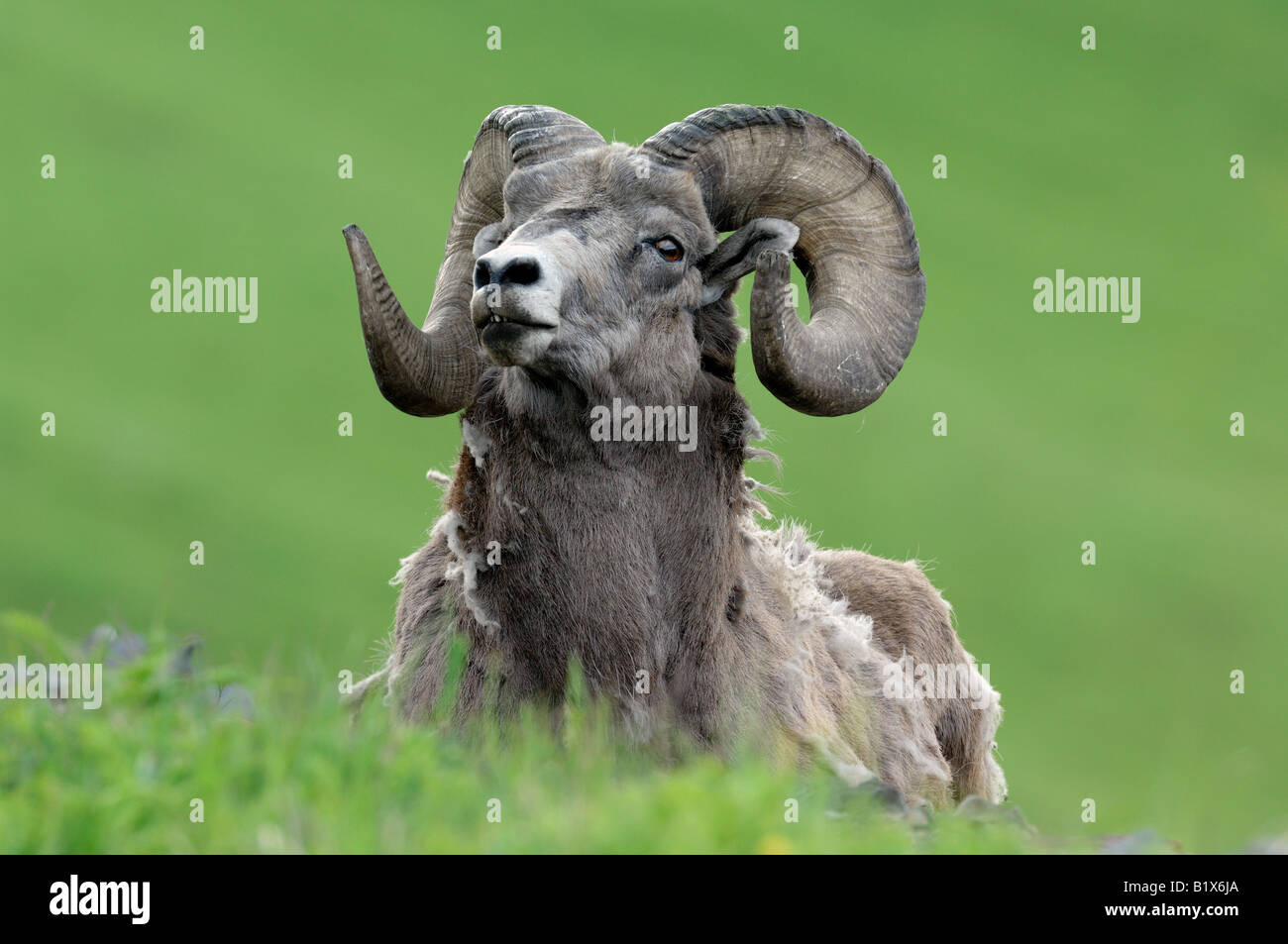 Bighorn Sheep 252 Stock Photo