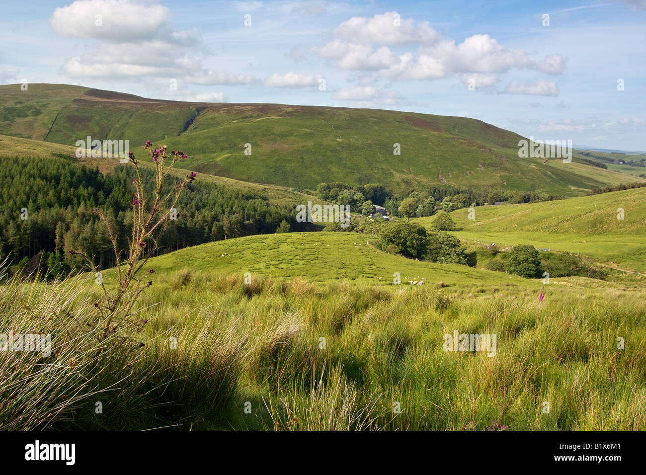 Thistle and farmland in the Trough of Bowland, Forest of Bowland