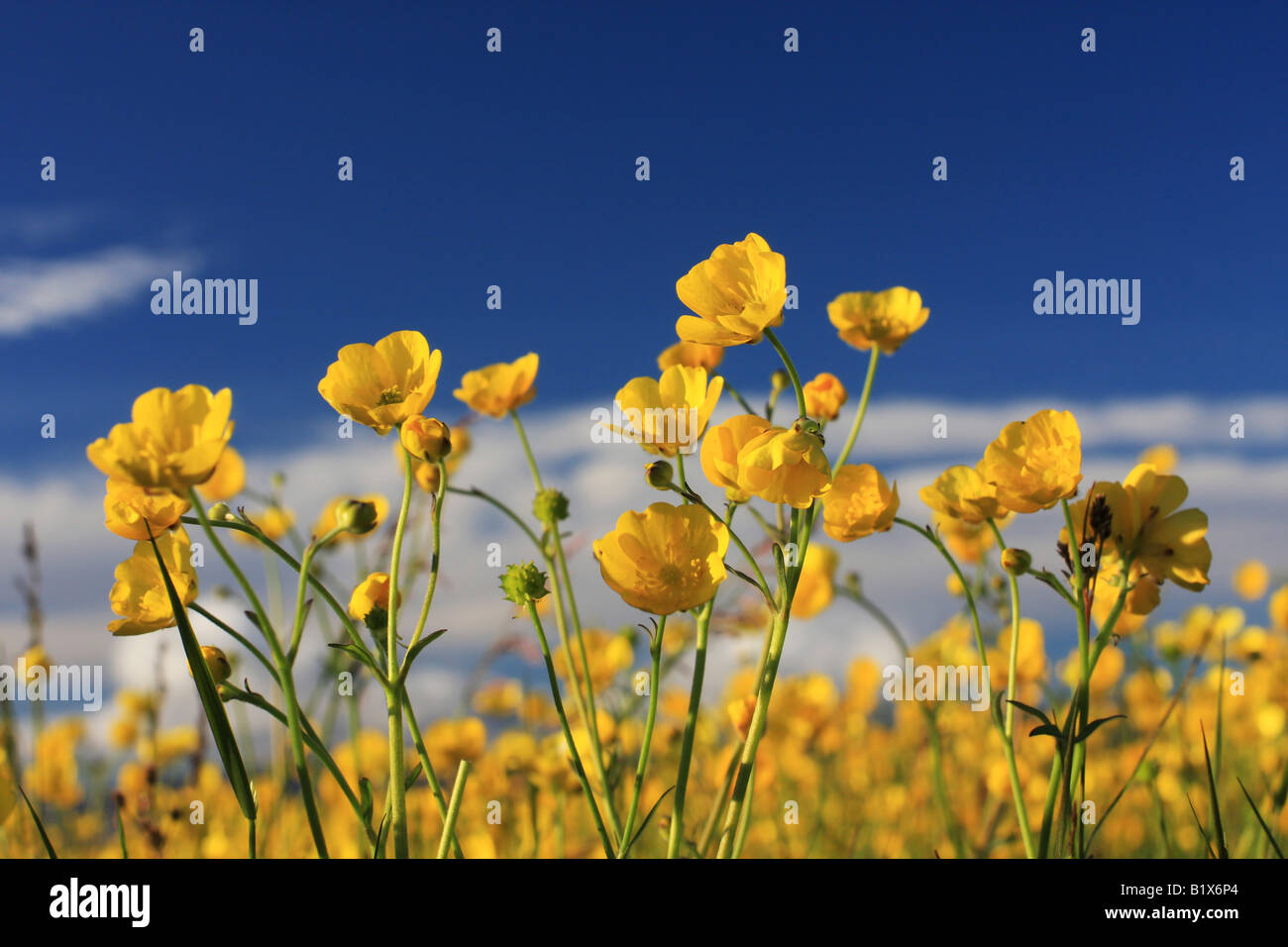 yellow buttercup flowers against a deep blue sky shot in the setting sun very saturated colors and warm summerfeel Stock Photo