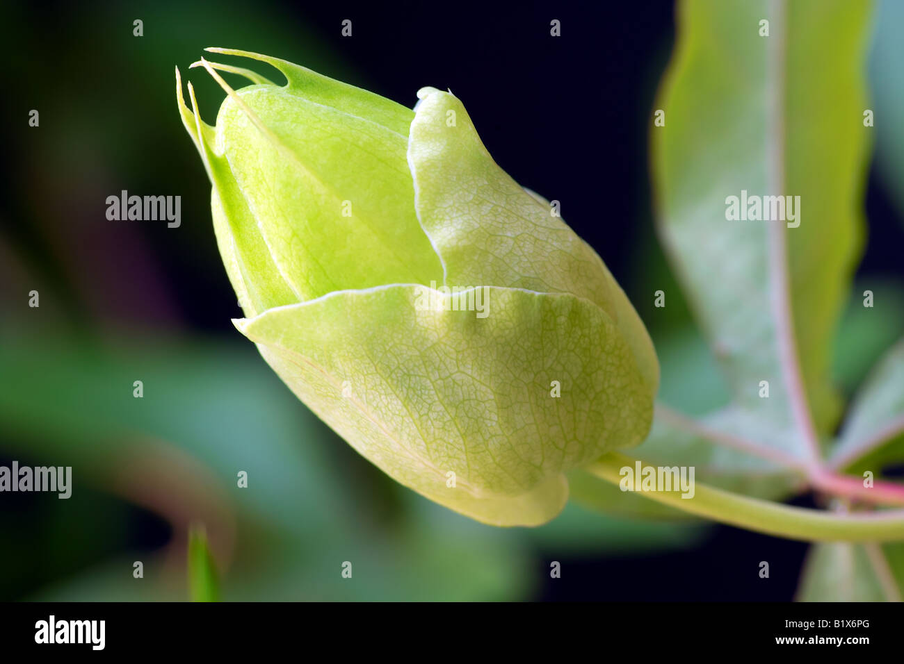 Passion Flower bud Stock Photo Alamy