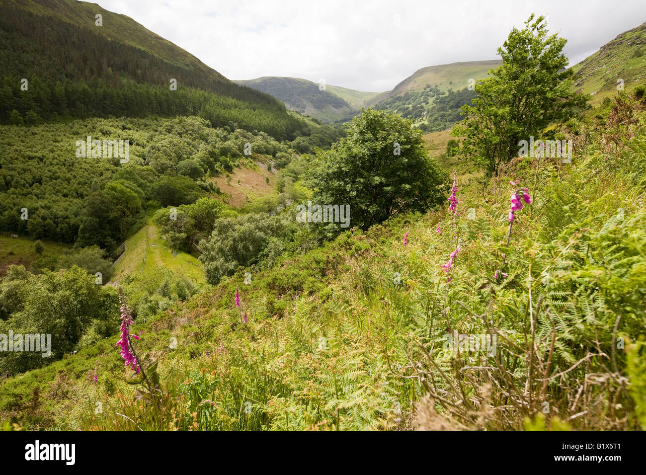 UK Wales Powys Rhayader Gilfach Nature Reserve River Wye Valley Stock Photo
