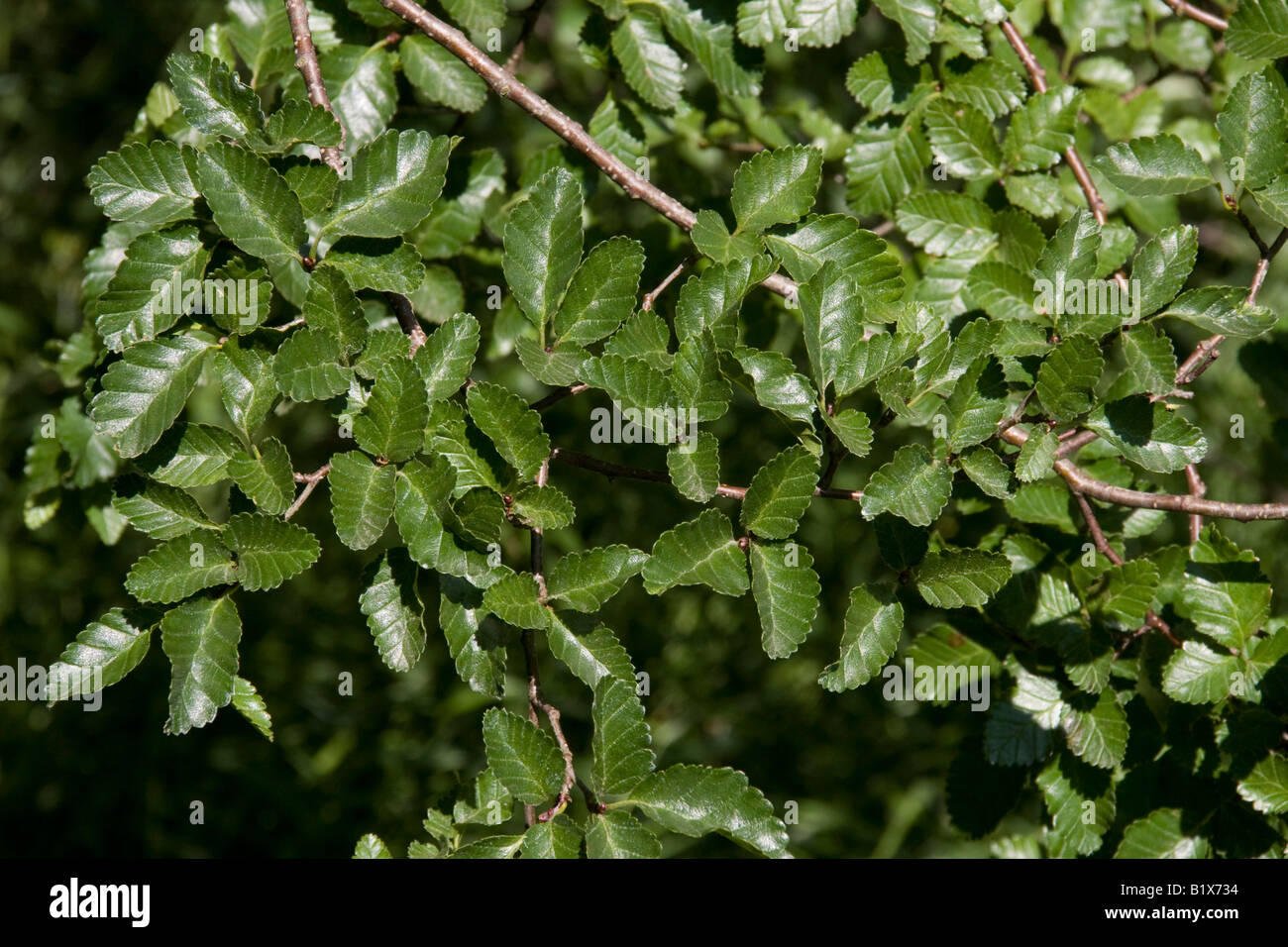 Southern beech leaves hi-res stock photography and images - Alamy