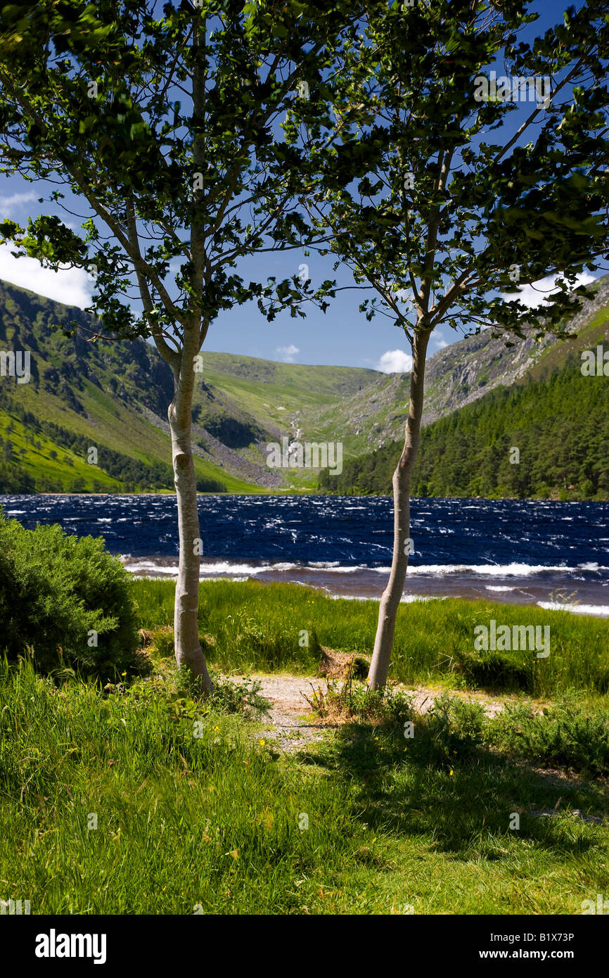 view of mountains and lake through trees Stock Photo