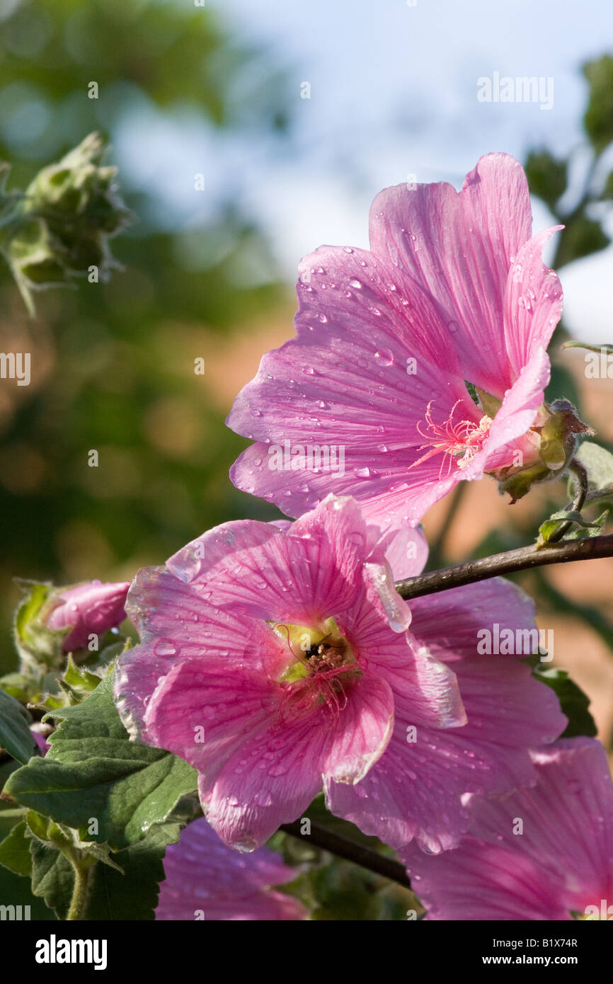 Pink lavatera flowers after a rain shower. Stock Photo