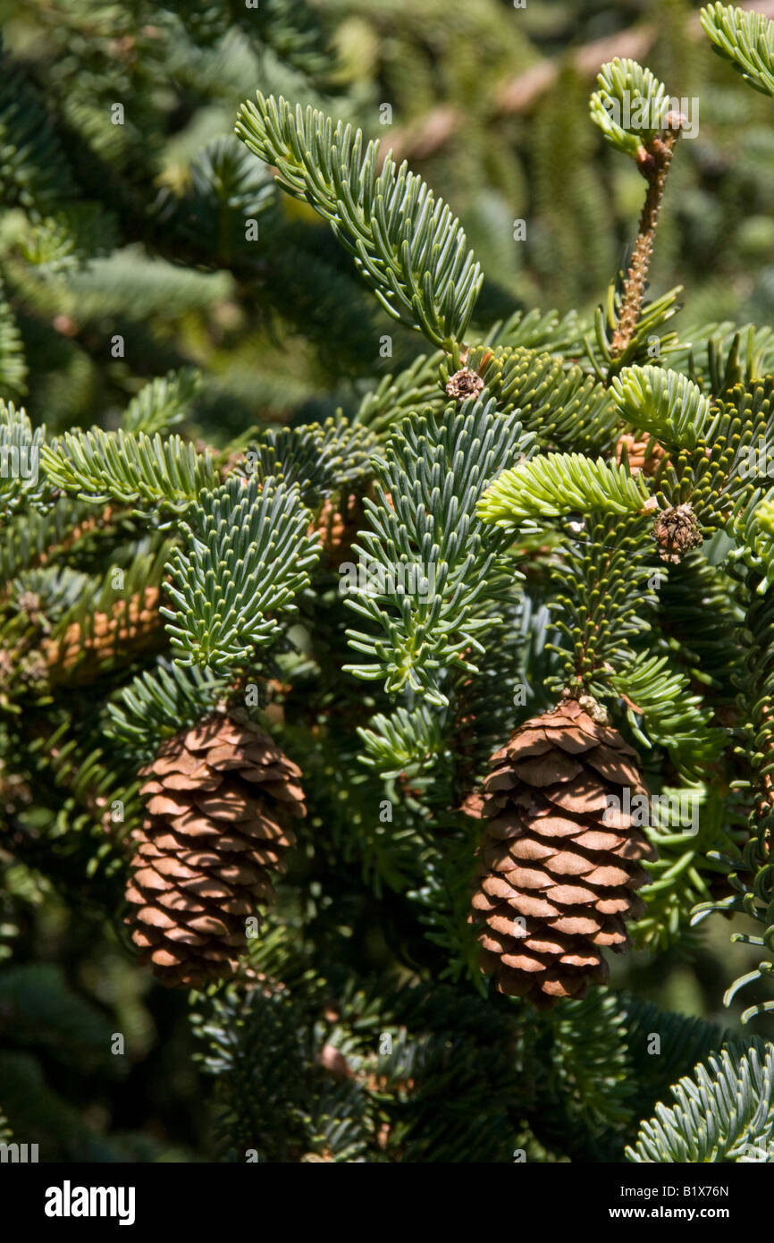koyama spruce leaf and cone Stock Photo