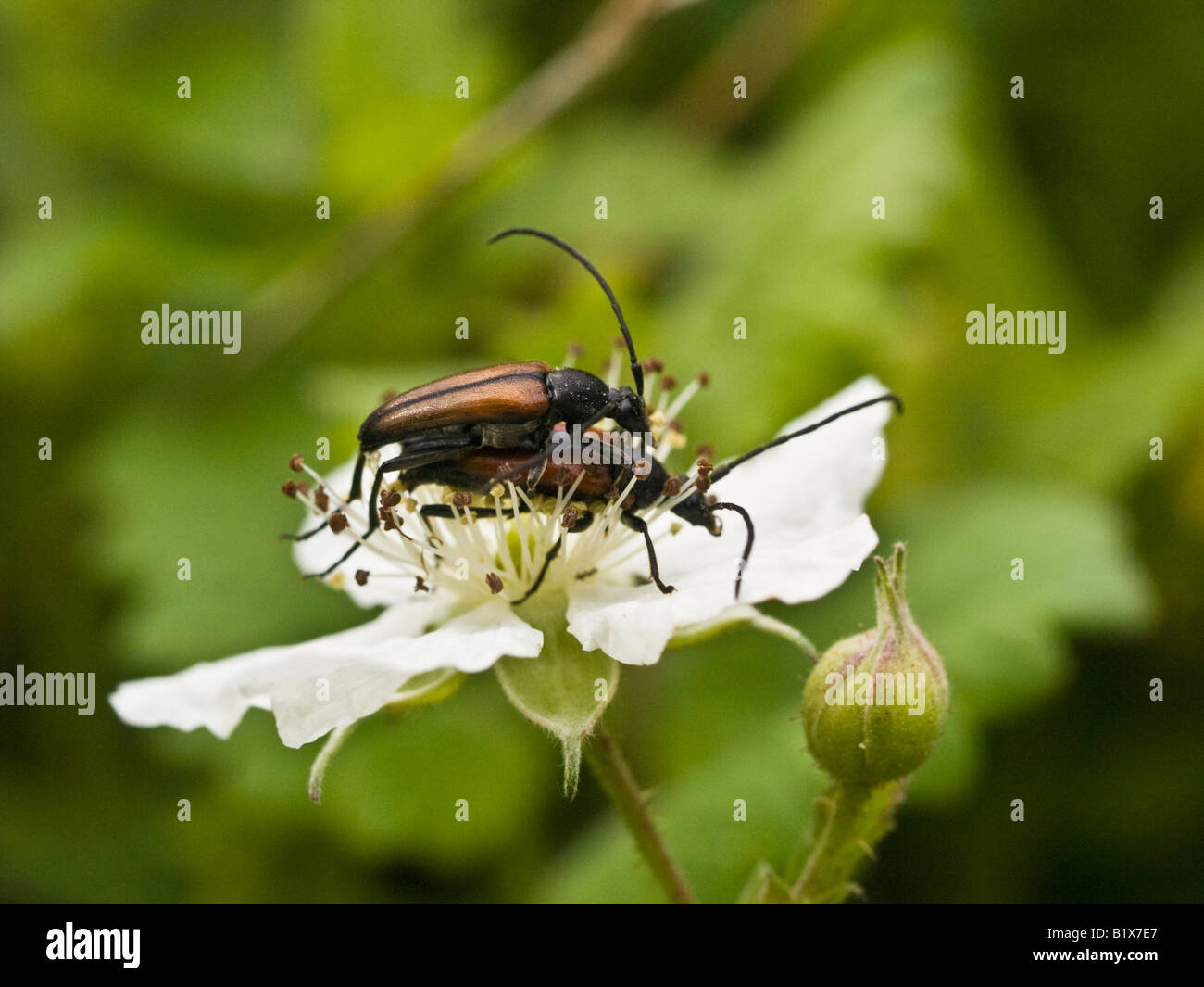 Longhorn Beetles Strangalia melanura (Cerambycidae) Stock Photo