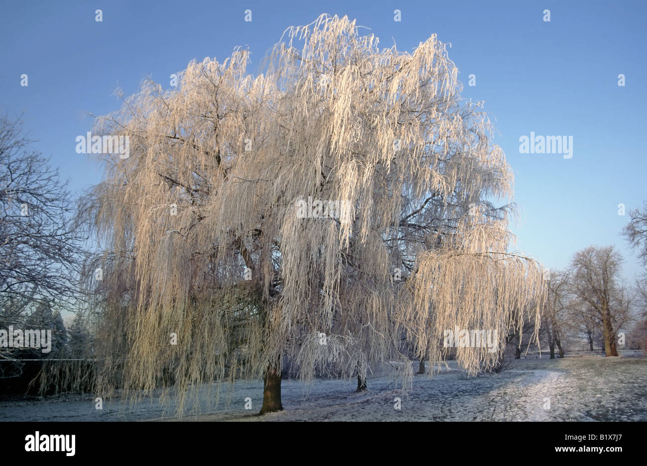 Weeping Willow tree natural nature in winter landscape of frost and snow covering Essex England UK Stock Photo