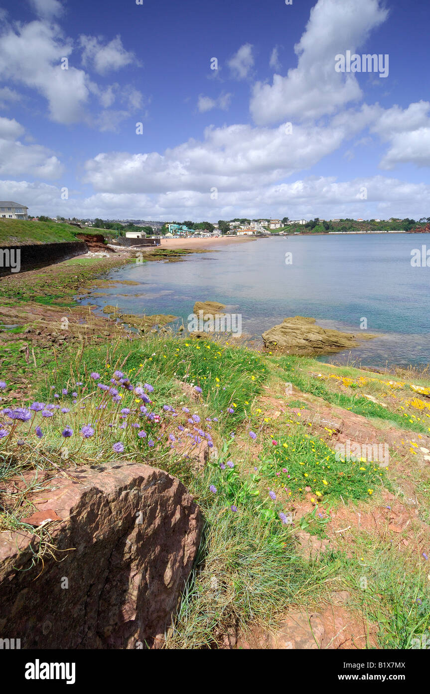 Wild flowers growing along the rocky shoreline at Goodrington South near Paignton in Devon with blue sky and white clouds Stock Photo