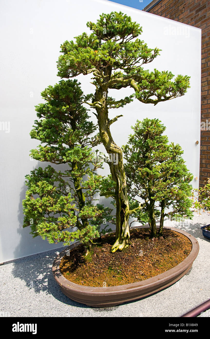 Landscape tree/ Bonsai Chamaecyparis pisifera 'Boulevard' BOULEVARD CYPRESS 